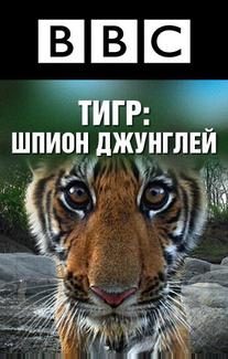 BBC: Тигр — Шпион джунглей